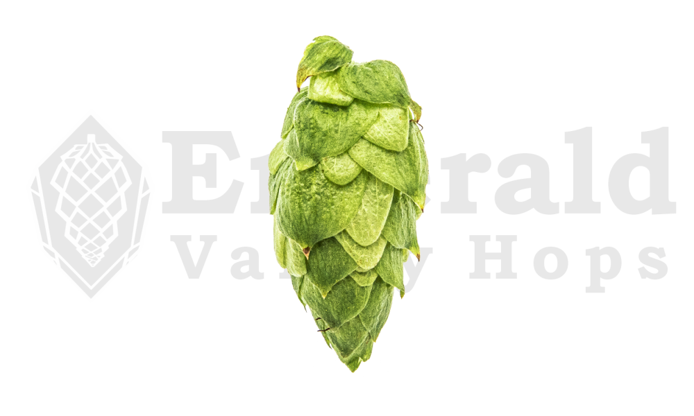 Citra Hops Banner