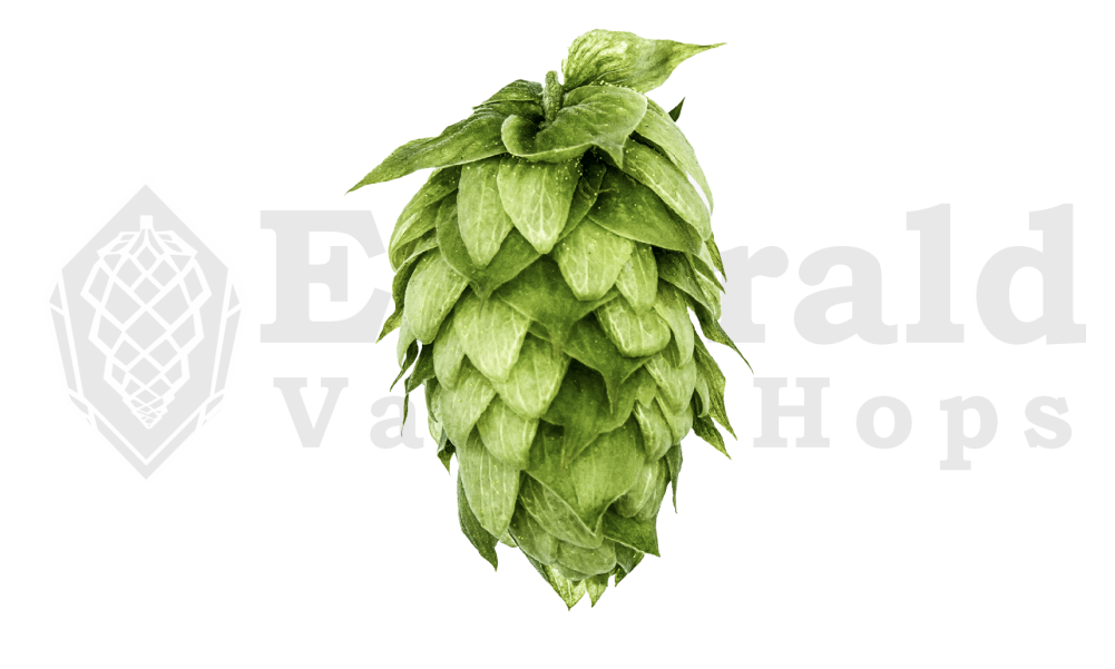 mosaic hops